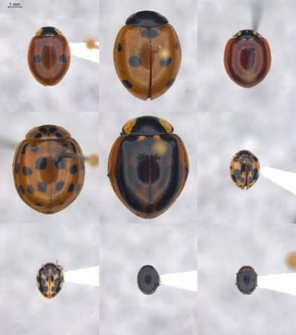 Coccinellidae of the VCC